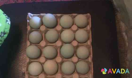 Яйцо инкубационное ухейилюй Tuchkovo