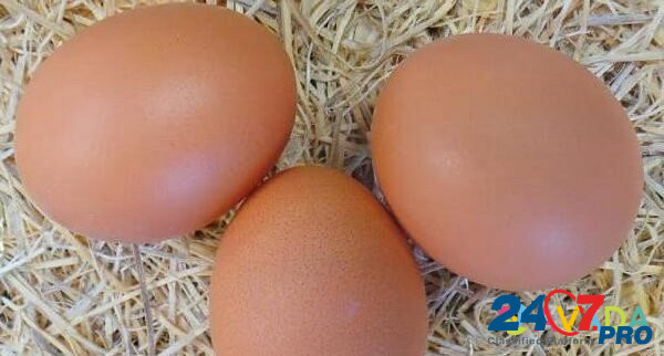 Инкубационное гусиное, куриное домашнее яйцо Тихорецк - изображение 1