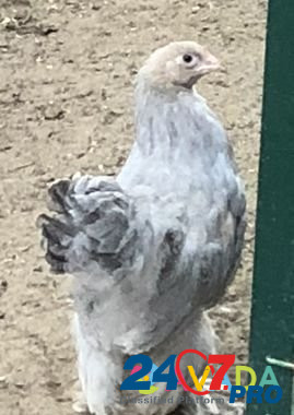 Цыплята Брама Изабелла. Петушки Nefteyugansk - photo 4