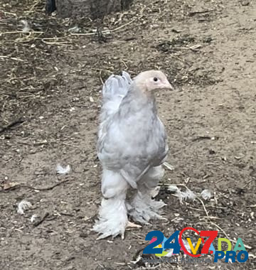Цыплята Брама Изабелла. Петушки Nefteyugansk - photo 3