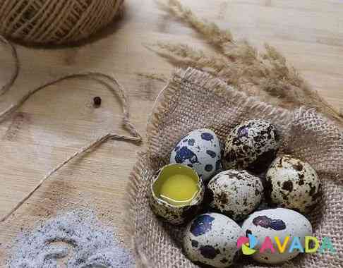 Инкубационное яицо, перепела Voronezh