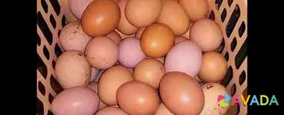 Яйца инкубационные брама кученко Серебрянка бройле Derbent