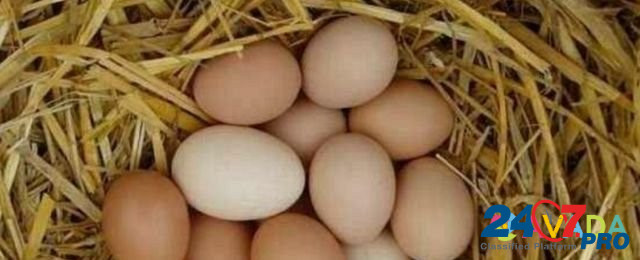 Яйца инкубационные брама кученко Серебрянка бройле Дербент - изображение 1