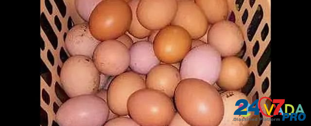Яйца инкубационные брама кученко Серебрянка бройле Derbent - photo 3