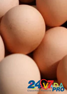 Яйца инкубационные брама кученко Серебрянка бройле Дербент - изображение 2