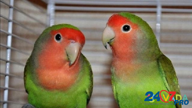 Продам попугаев- неразлучники Serov - photo 2