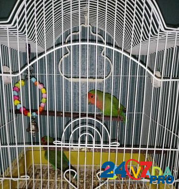 Продам попугаев- неразлучники Serov - photo 8