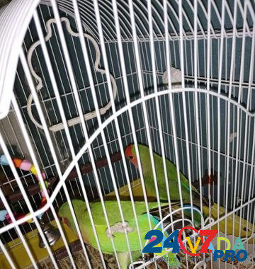 Продам попугаев- неразлучники Serov - photo 5