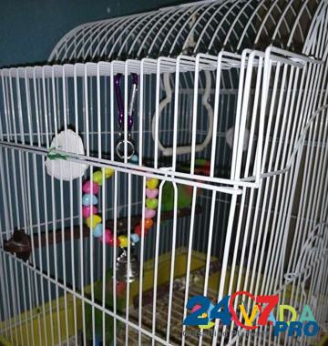 Продам попугаев- неразлучники Serov - photo 6