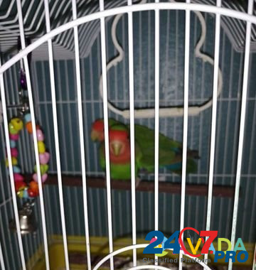 Продам попугаев- неразлучники Serov - photo 4