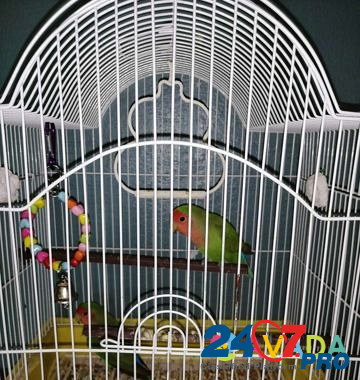 Продам попугаев- неразлучники Serov - photo 7