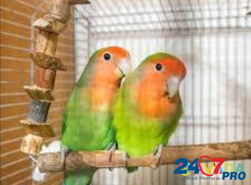 Продам попугаев- неразлучники Serov - photo 1