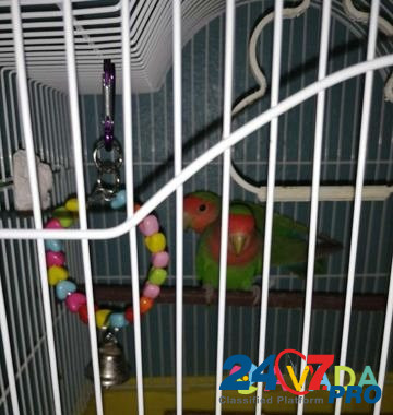Продам попугаев- неразлучники Serov - photo 3