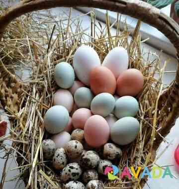 Яйца инкубационные Онохино