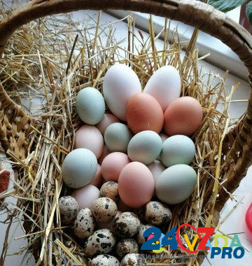 Яйца инкубационные Onokhino - photo 1