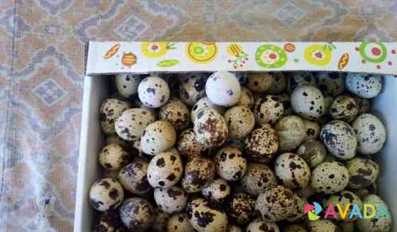 Продам перепелиные яйца Shchigry