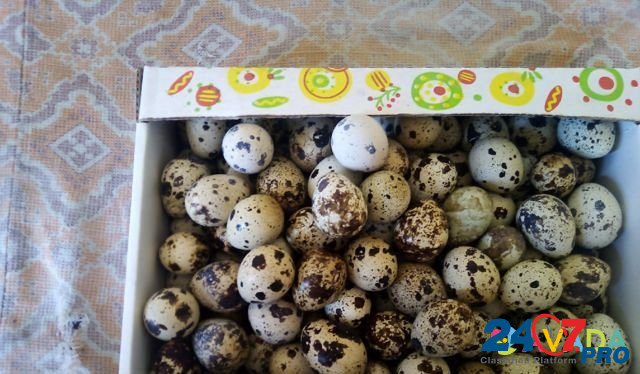 Продам перепелиные яйца Щигры - изображение 1