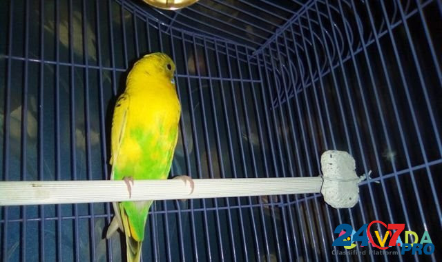 Волнистый попугай Кингисепп - изображение 3
