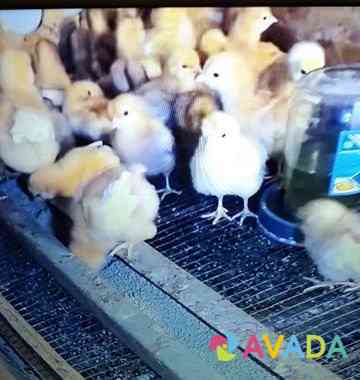 Принимаю заказы на суточных цыплят выводим в своем Dubna
