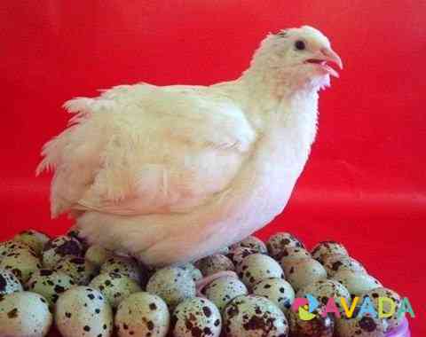 Инкубационные Яйца для закладки в инкубатор перепе Orekhovo-Zuyevo