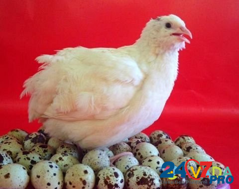 Инкубационные Яйца для закладки в инкубатор перепе Орехово-Зуево - изображение 1