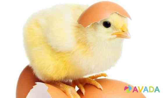 Инкубационное яйцо Кобб500 Росс308 Саратов