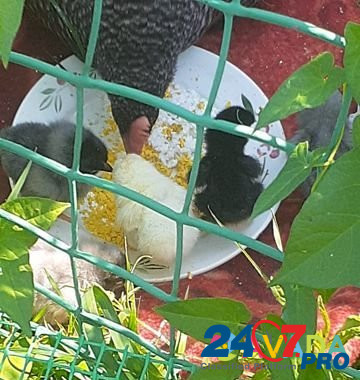 Инкубационное яйцо Druzhba - photo 8