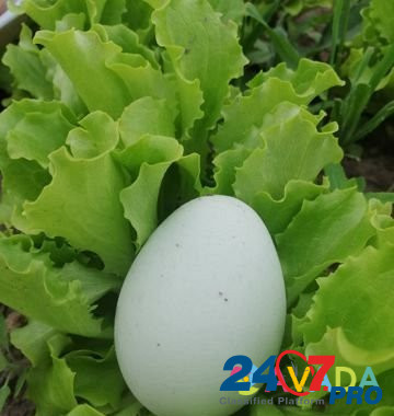 Инкубационное яйцо Druzhba - photo 6