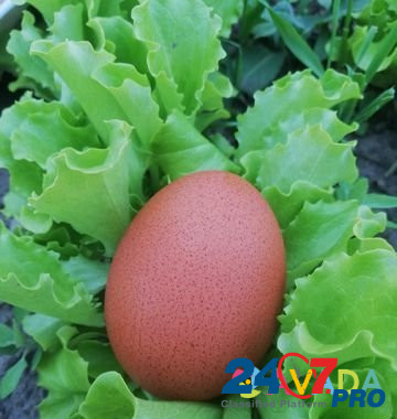 Инкубационное яйцо Druzhba - photo 4
