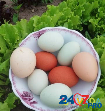 Инкубационное яйцо Druzhba - photo 2
