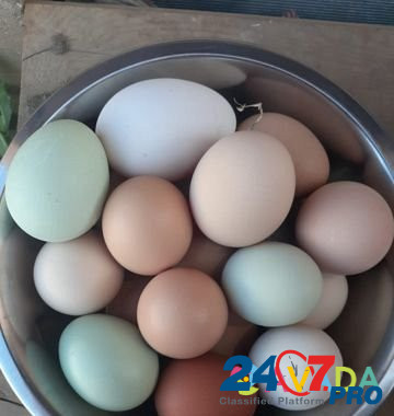 Инкубационное яйцо Druzhba - photo 7