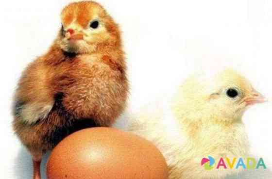 Инкубационное яйцо бройлер Арбор в наличии Perm