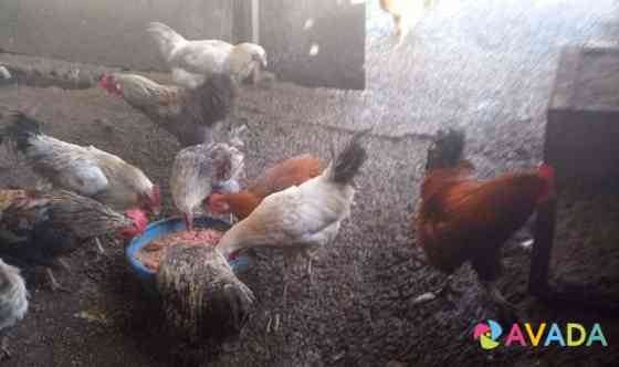 Цыплята от домашних кур Kaliningrad