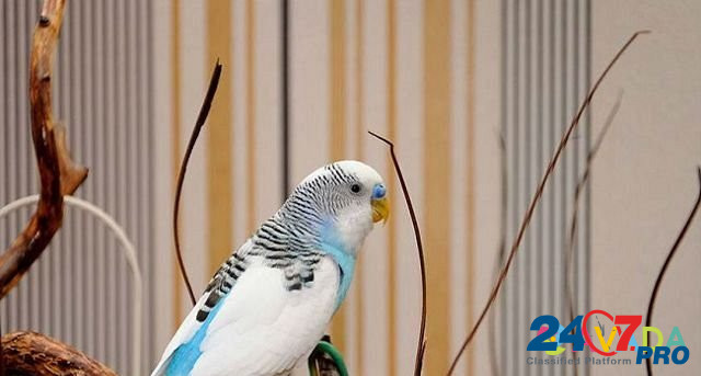 Волнистые попугайчики и голуби Майкоп - изображение 1