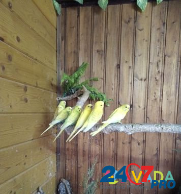 Попугайчики Krasnodar - photo 5