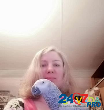 Ручной попугай Tomsk - photo 3