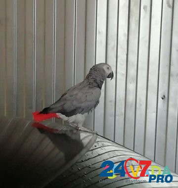 Ручной попугай Tomsk - photo 2