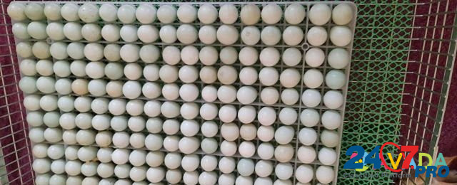Инкубационное яйцо бройлера Bol'shoy Istok - photo 1