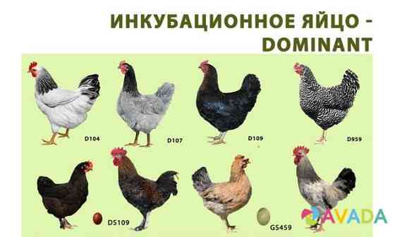 Инкубационное яйцо несушек Dominant Shakhovskaya