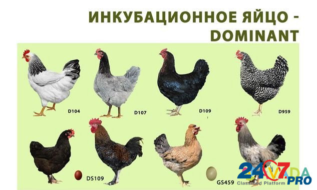 Инкубационное яйцо несушек Dominant Shakhovskaya - photo 2