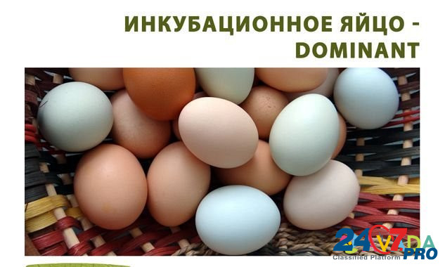 Инкубационное яйцо несушек Dominant Шаховская - изображение 1
