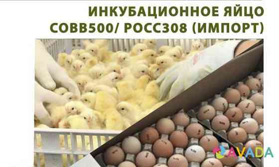 Инкубационное яйцо бройлера Кобб-500/ росс-308 Шаховская