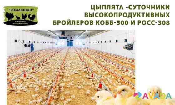 Цыплята росс308 и Кобб-500(Импорт) Shakhovskaya