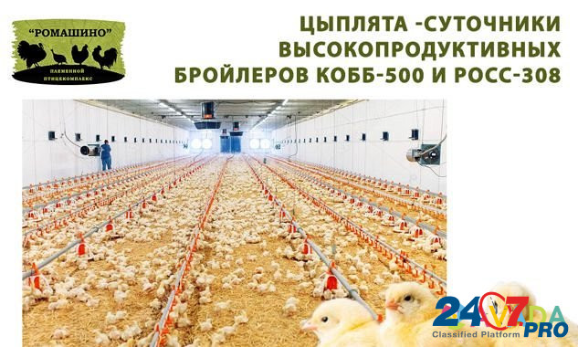 Цыплята росс308 и Кобб-500(Импорт) Shakhovskaya - photo 1
