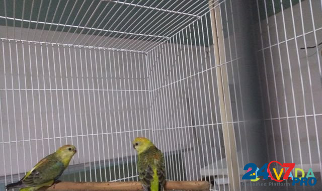 Певчие попугаи Krasnodar - photo 2