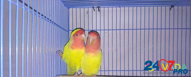 Певчие попугаи Краснодар - изображение 6