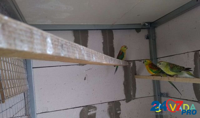 Певчие попугаи Krasnodar - photo 5