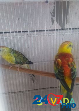 Певчие попугаи Краснодар - изображение 3