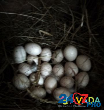 Продаю инкубационные яйца, и вывожу утят Kovrov - photo 3