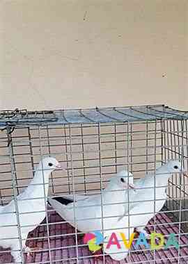 Бакинские бойные голуби Луховицы